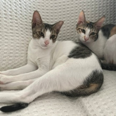 Abby & Arlo