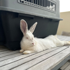 Sugarbun