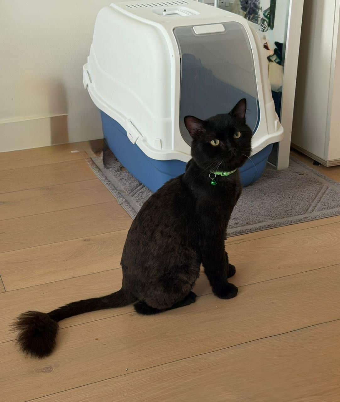 awad cat