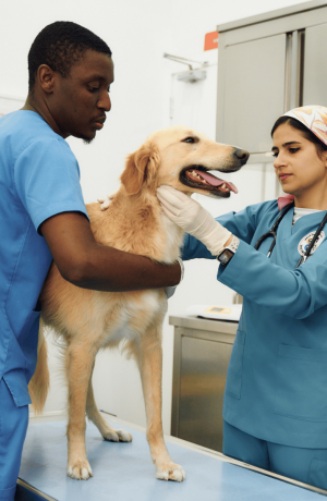 awad__pet_care